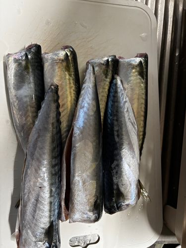 サバの釣果