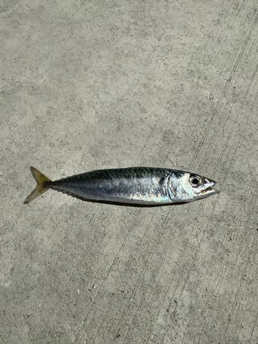 サバの釣果