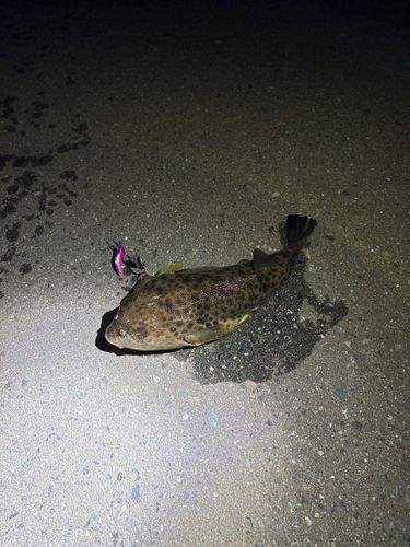 フグの釣果