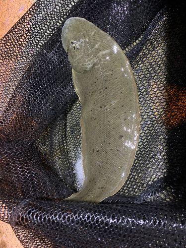 シタビラメの釣果