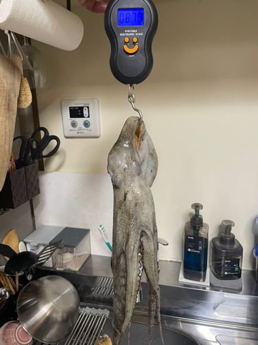 タコの釣果