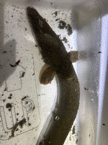 ウナギの釣果