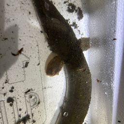 ウナギ