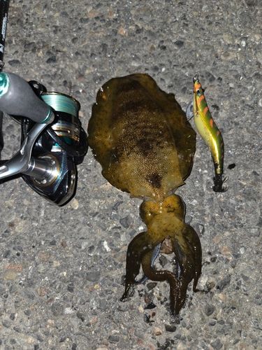 アオリイカの釣果
