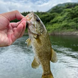 スモールマウスバス