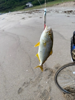 ネリゴの釣果