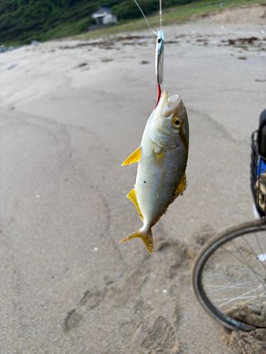 ネリゴの釣果