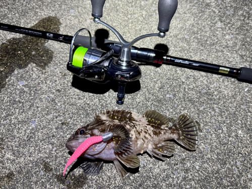 オウゴンムラソイの釣果