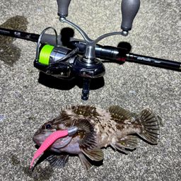 オウゴンムラソイ