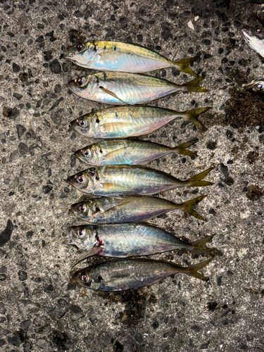 アジの釣果