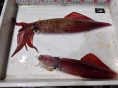 ケンサキイカの釣果
