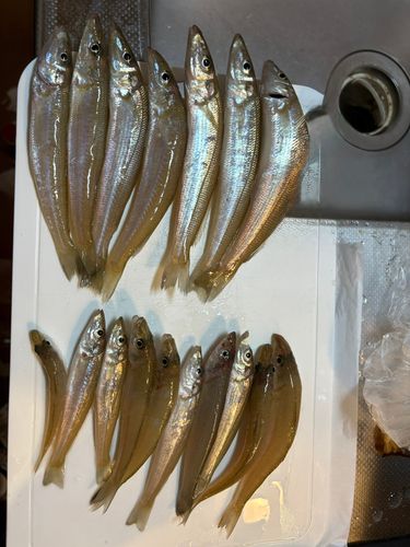 シロギスの釣果