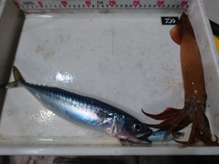 スルメイカの釣果