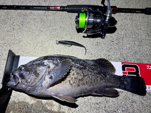 クロソイの釣果