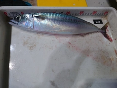サバの釣果