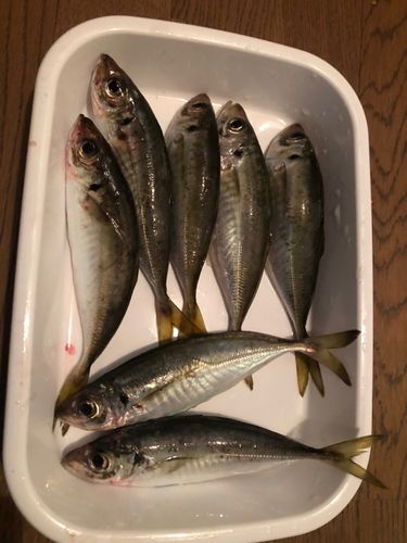 アジの釣果