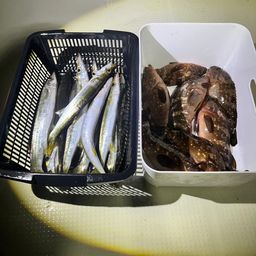 アコウ
