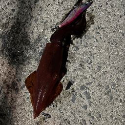 ケンサキイカ