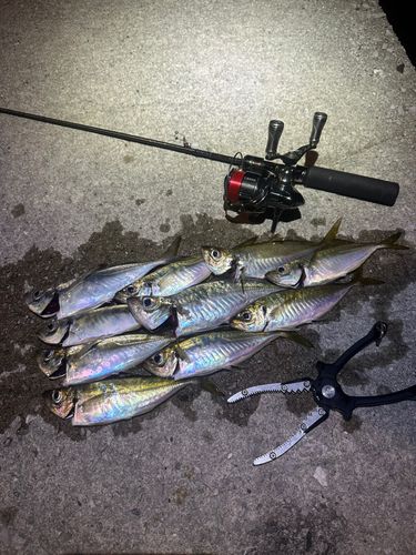 アジの釣果