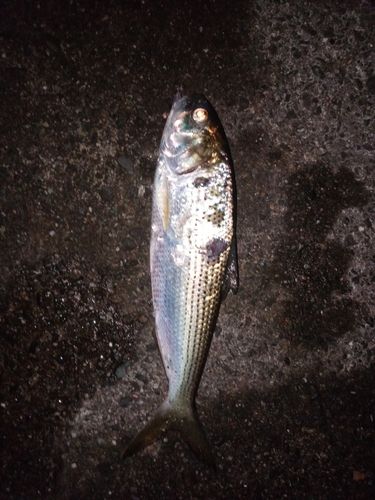 コノシロの釣果