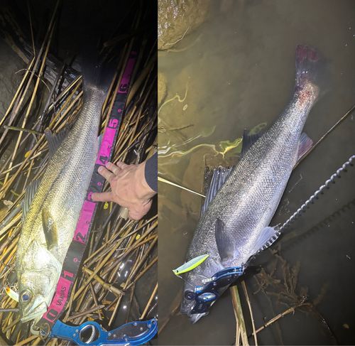 シーバスの釣果
