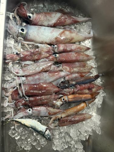 イカの釣果