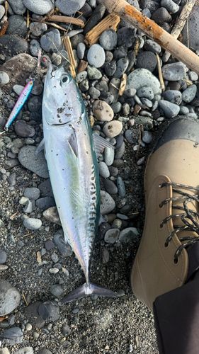 ソウダガツオの釣果