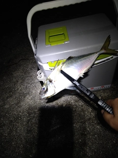 マアジの釣果