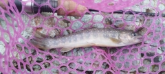 イワナの釣果