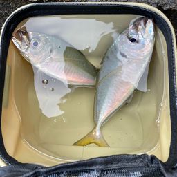 アジ
