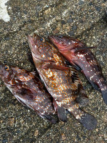 キジハタの釣果
