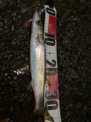 カマスの釣果