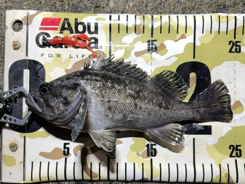 クロソイの釣果