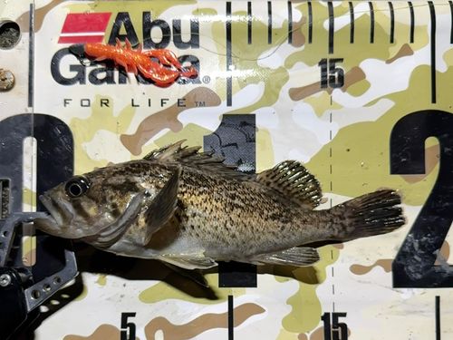 クロソイの釣果