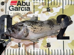 クロソイの釣果