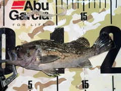 クロソイの釣果