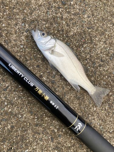 ヒラスズキの釣果