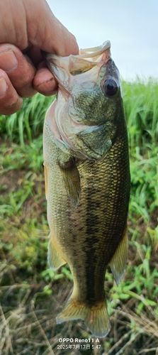 ブラックバスの釣果