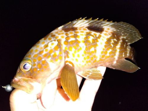 キジハタの釣果