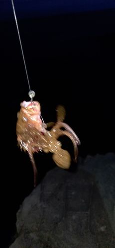 キジハタの釣果