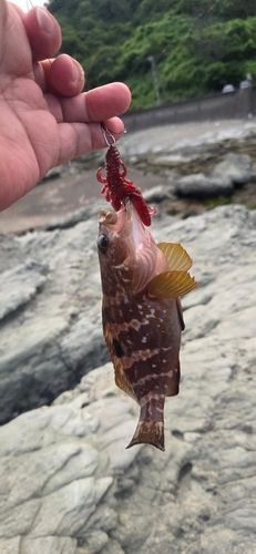 キジハタの釣果