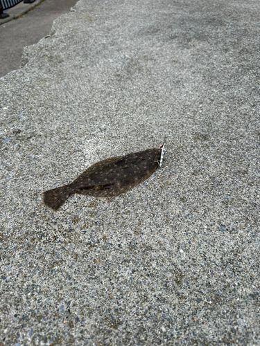 ソゲの釣果