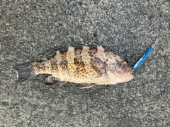 オオモンハタの釣果