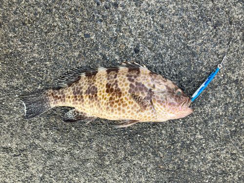 オオモンハタの釣果