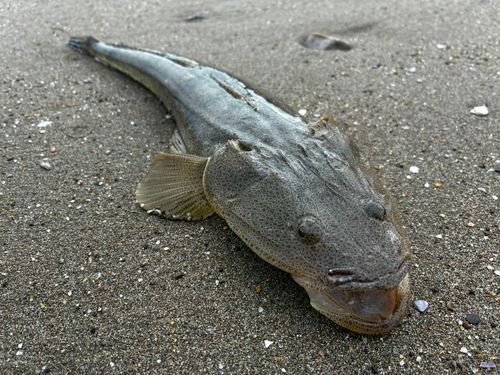 マゴチの釣果