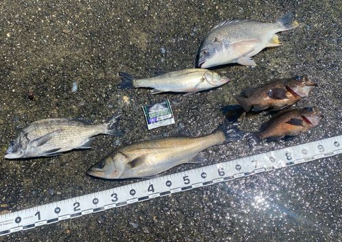 チヌの釣果