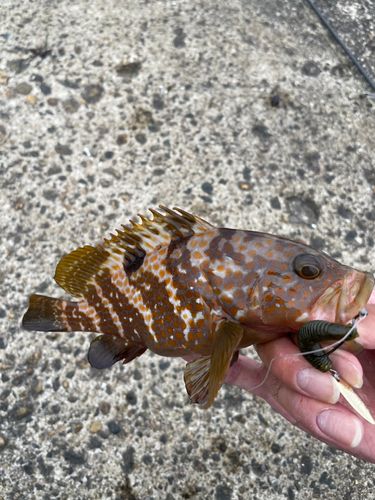 キジハタの釣果