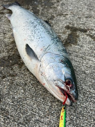 ギンザケの釣果