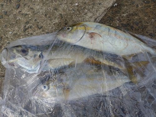 ネリゴの釣果