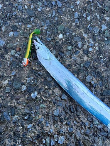 タチウオの釣果